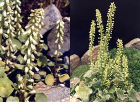 Umbilicus rupestris